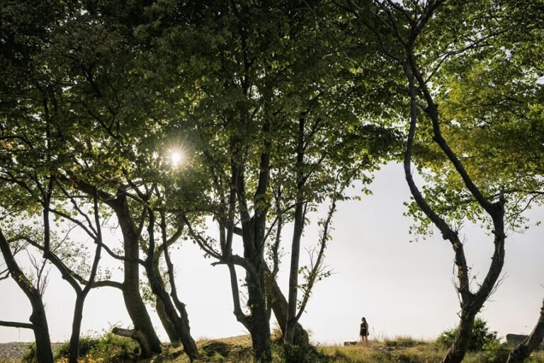 verified safety lookup results