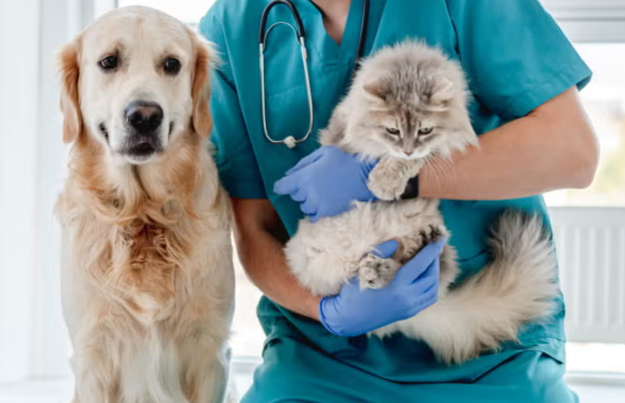 Advanced Renal Care for Pets: 2026 CKD Treatment Innovations and Management Strategies